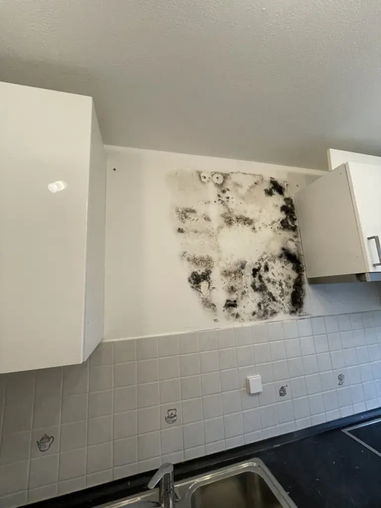 Schimmelbefall an Wand in Wohnung